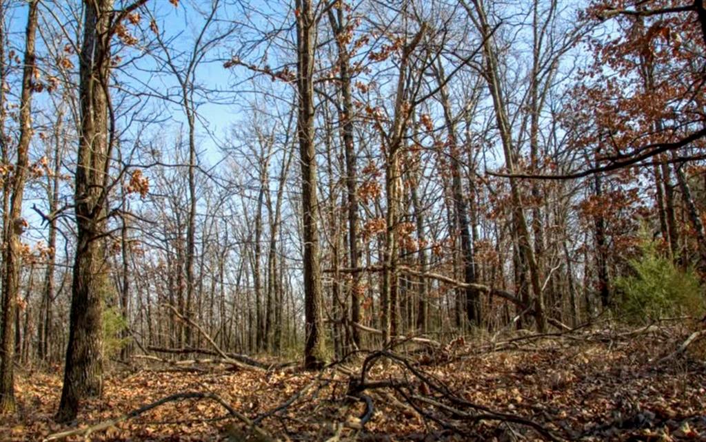 Listing Photo MLS #HMS2521363