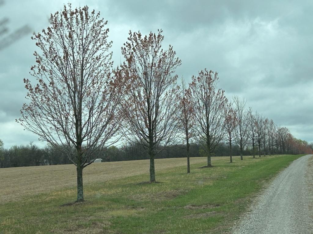 Listing Photo MLS #HMS2539280
