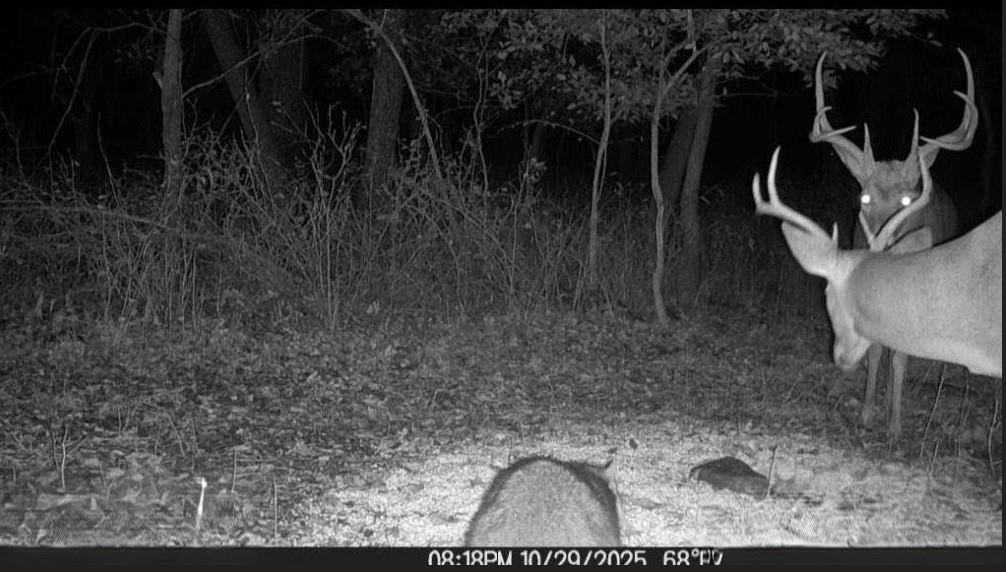 Listing Photo MLS #HMS2574519