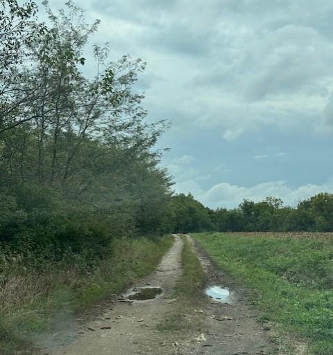 Listing Photo MLS #HMS2597598